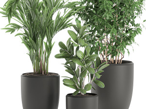 decorative plants in a white flowerpot 567 3D Model