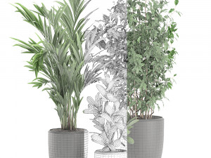 decorative plants in a white flowerpot 567 3D Model
