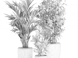 decorative plants in a white flowerpot 567 3D Model