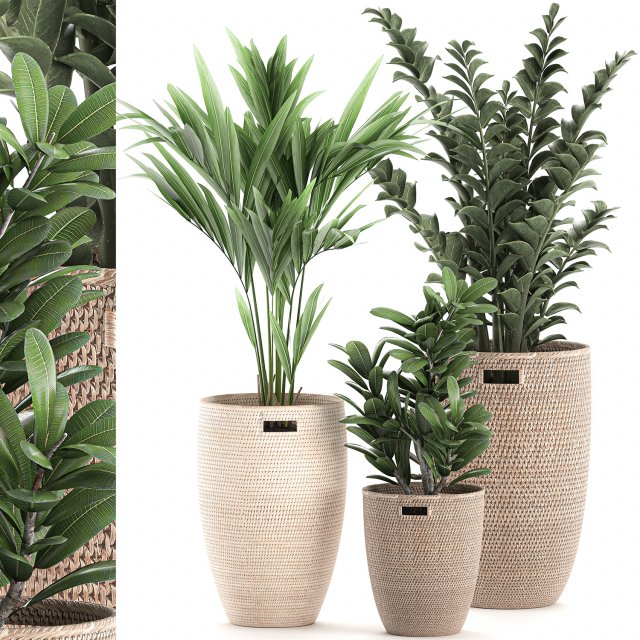 decorative plants in a basket 568 3Dモデル .c4d .max .obj .3ds .fbx .stl .blend 