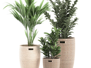 decorative plants in a basket 568 3Dモデル