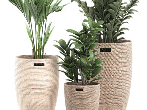 decorative plants in a basket 568 3Dモデル