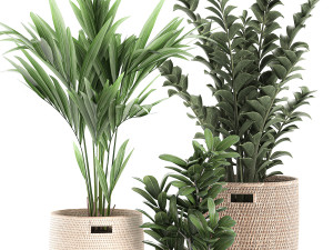 decorative plants in a basket 568 3Dモデル