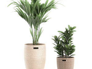 decorative plants in a basket 568 3Dモデル