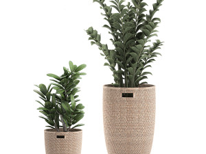 decorative plants in a basket 568 3Dモデル