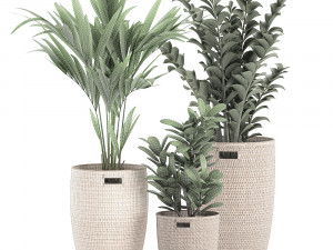 decorative plants in a basket 568 3Dモデル