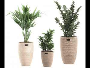 decorative plants in a basket 568 3Dモデル