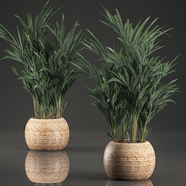 decorative palm in a in a basket 569 Modelo 3D .c4d .max .obj .3ds .fbx .stl .blend 