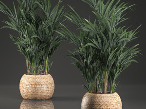 decorative palm in a in a basket 569 Modelo 3D