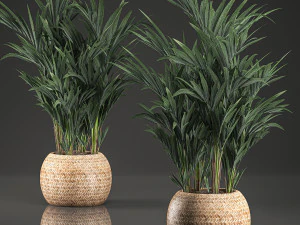 palma decorativa in un cestino 569 Modello 3D