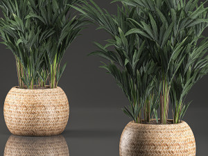 decorative palm in a in a basket 569 Modelo 3D