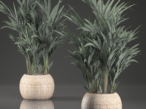 decorative palm in a in a basket 569 Modelo 3D
