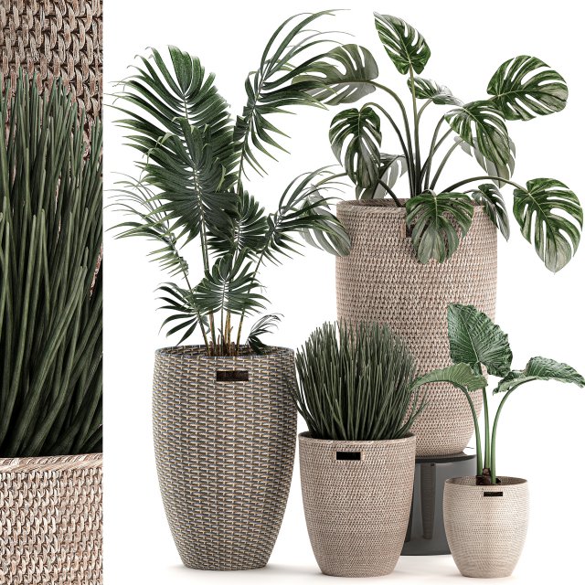decorative plants in a basket 570 3D मॉडल .c4d .max .obj .3ds .fbx .stl .blend 