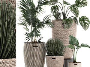 decorative plants in a basket 570 3D-Modell