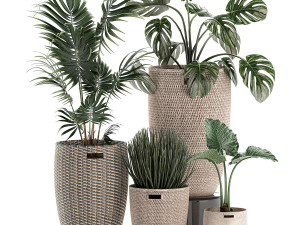 decorative plants in a basket 570 3D मॉडल
