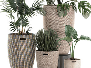 decorative plants in a basket 570 3D मॉडल