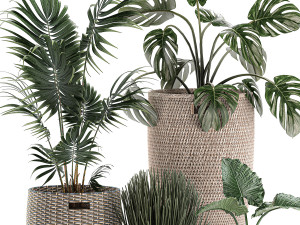 decorative plants in a basket 570 3D मॉडल