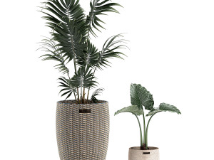 decorative plants in a basket 570 3D मॉडल