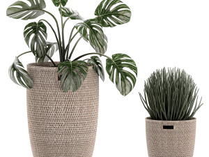 decorative plants in a basket 570 3D मॉडल