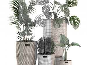 decorative plants in a basket 570 3D मॉडल