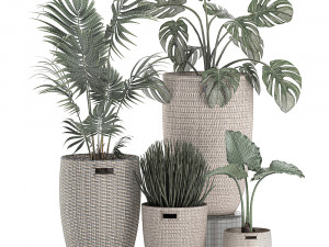 decorative plants in a basket 570 3D मॉडल
