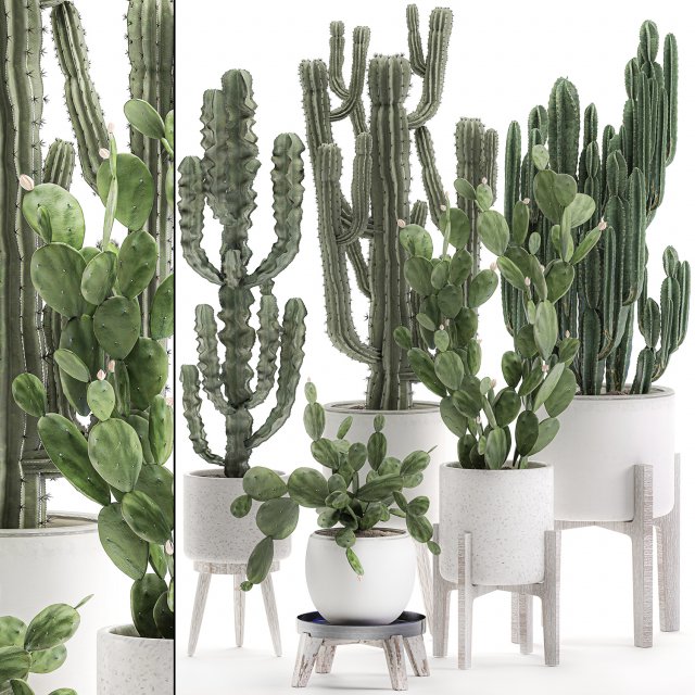decorative cactus in white pots for the interior 571 3D Model .c4d .max .obj .3ds .fbx .stl .blend 