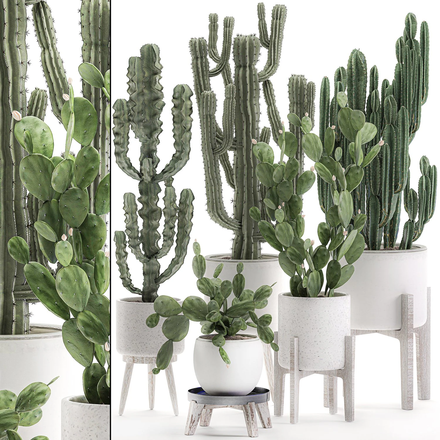 decorative cactus in white pots for the interior 571 3D Model .c4d .max .obj .3ds .fbx .stl .blend 