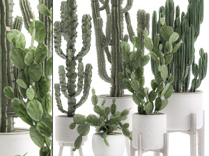 decorative cactus in white pots for the interior 571 3D Model