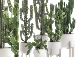 decorative cactus in white pots for the interior 571 Modelo 3D