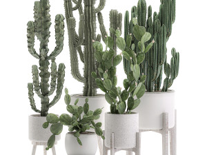 decorative cactus in white pots for the interior 571 3D Model