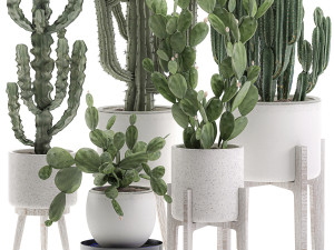 decorative cactus in white pots for the interior 571 3D Model