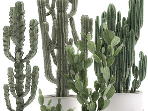 decorative cactus in white pots for the interior 571 3D Model