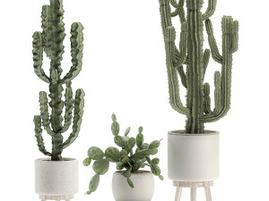 decorative cactus in white pots for the interior 571 3D Model