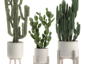 decorative cactus in white pots for the interior 571 3D Model