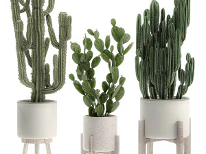 decorative cactus in white pots for the interior 571 3D Model