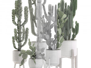 decorative cactus in white pots for the interior 571 3D Model