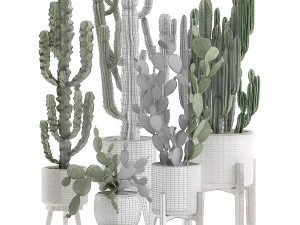 decorative cactus in white pots for the interior 571 3D Model