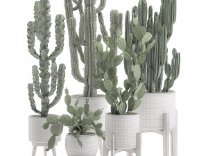 decorative cactus in white pots for the interior 571 3D Model