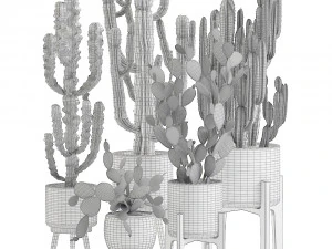 decorative cactus in white pots for the interior 571 3D Model