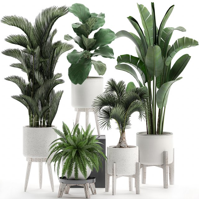 decorative plants in a white flowerpot 573 3D Модель .c4d .max .obj .3ds .fbx .stl .blend 