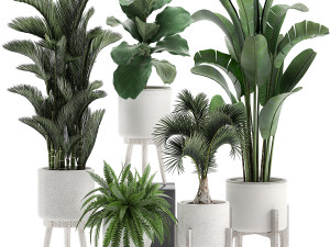 decorative plants in a white flowerpot 573 3D Model