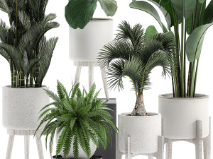 decorative plants in a white flowerpot 573 3D Модель