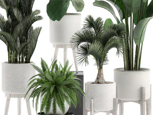 decorative plants in a white flowerpot 573 3D Model