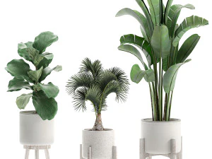 decorative plants in a white flowerpot 573 3D Model