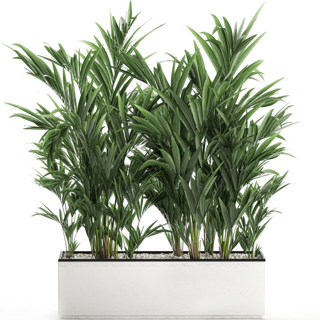 decorative palm in a white flowerpot 573 Modelo 3D .c4d .max .obj .3ds .fbx .stl .blend 