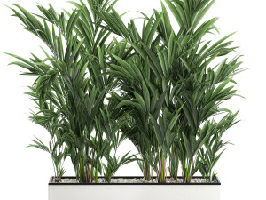 decorative palm in a white flowerpot 573 3D मॉडल
