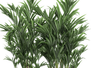 decorative palm in a white flowerpot 573 Modelo 3D