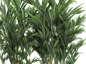 decorative palm in a white flowerpot 573 Modelo 3D