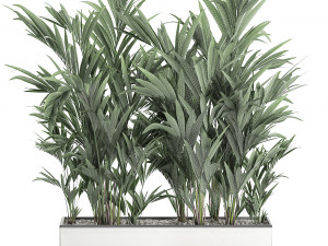 decorative palm in a white flowerpot 573 Modelo 3D