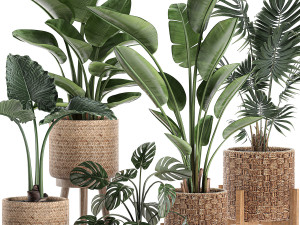 decorative plants in a basket 574 3D Модель